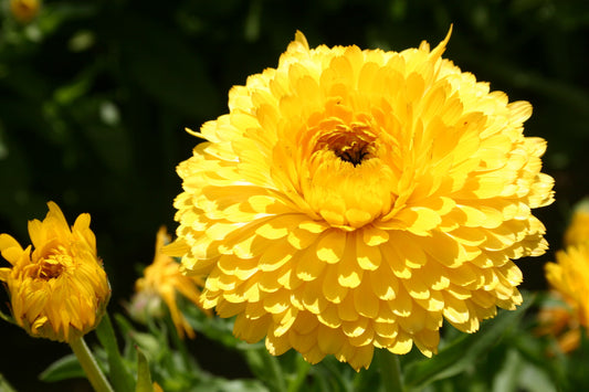 Calendula Yellow Flower Seeds