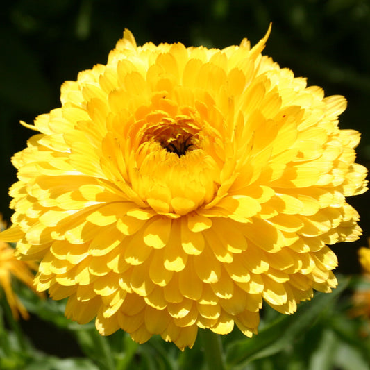 Calendula Bon Bon Yellow Flower Seeds