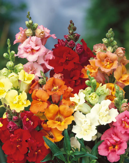 Antirrhinum Grand Mixed Edible Flower Seeds