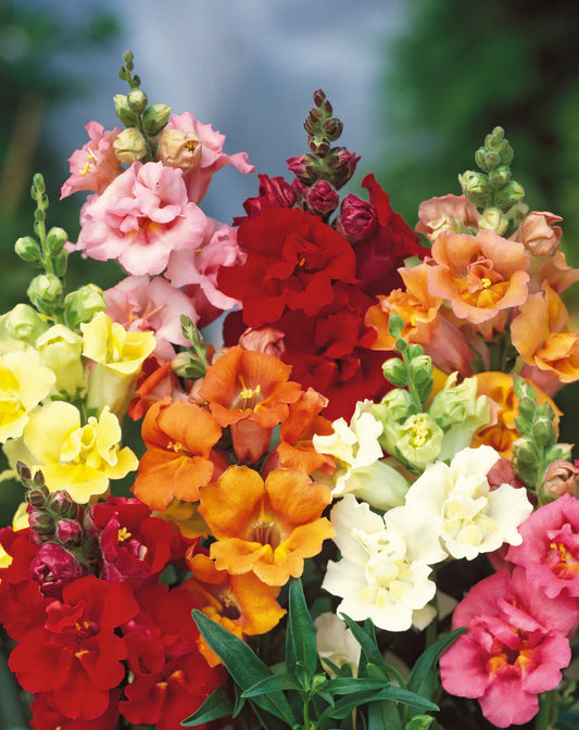 Antirrhinum Grand Mixed Edible Flower Seeds