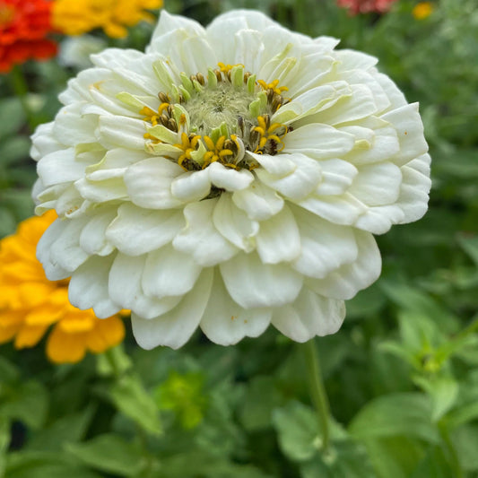 Zinnia F1 Tall White Summer Flower Seeds