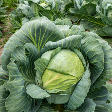 Cabbage F1 Hybrid Vegetable Seeds