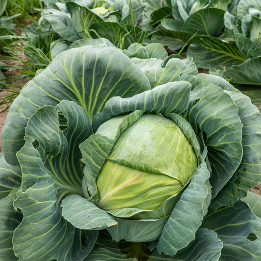 Cabbage F1 Hybrid Vegetable Seeds