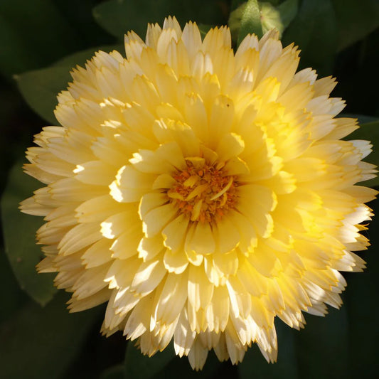 Calendula Cream Winter Flower Seeds