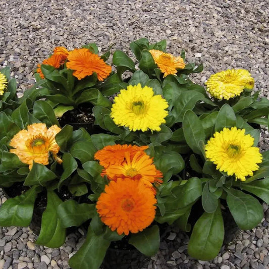 Calendula Bon Bon Mixed Flower Seeds