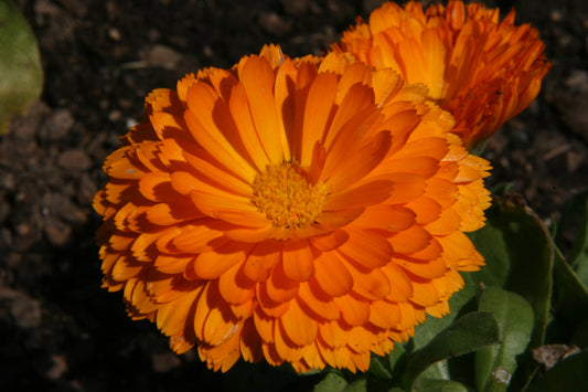Calendula Bon Bon Orange Seeds
