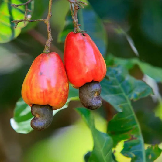 Cashew Seeds