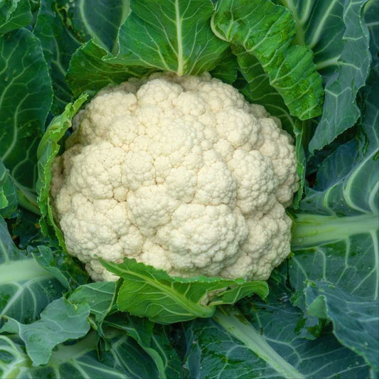 Cauliflower F1 Hybrid Seeds