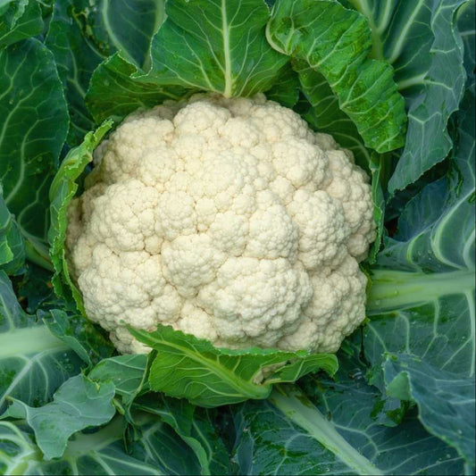 Cauliflower F1 Hybrid Him Daksh 65 Vegetable Seeds
