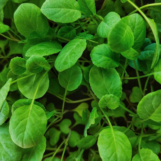 Cauliflower Microgreen Herb Seeds