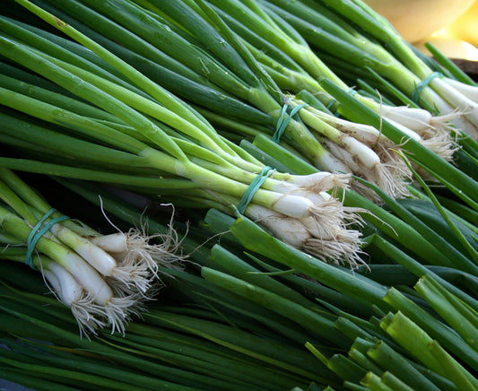 Fresh Spring Onions (Bunching Onions) - Crisp, Flavorful, and Versatile Exotic Vegetable Seeds