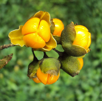 Celastrus Paniculatus Herb Seeds