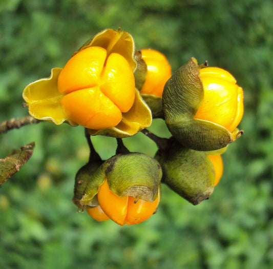 Celastrus Paniculatus Herb Seeds