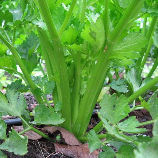 Fresh Cutting Celery - Premium Quality, Ready-to-Use Exotic Vegetable Seeds