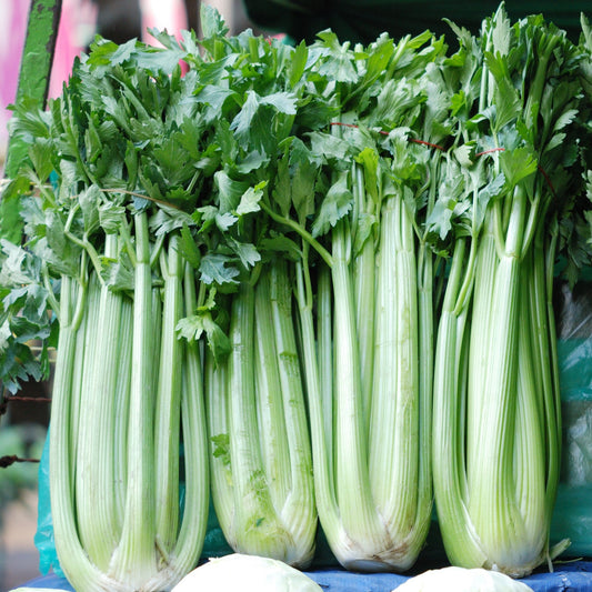 Celery Tall Utah - Fresh, Organic & Vibrant Celery for a Healthy Lifestyle Exotic Vegetable Seeds