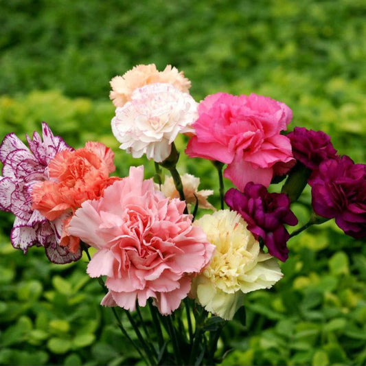 Carnation Chauralo Mixed Winter Flower Seeds