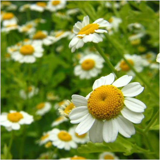 Premium Chamomile Imported Microgreens Seeds