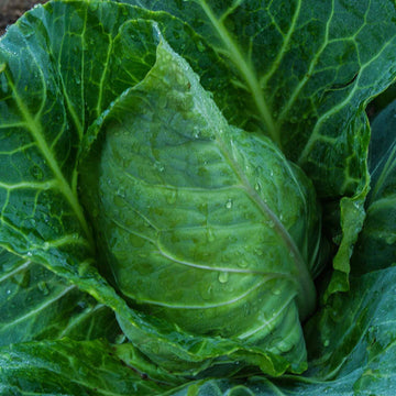 Collard Kale Brassica Green Brassica Leaf Microgreens Seeds