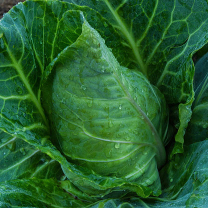 Collard Kale Brassica Green Brassica Leaf Microgreens Seeds