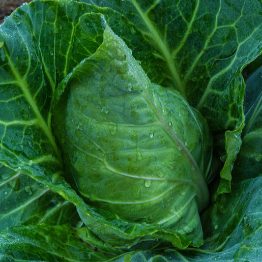 Collard Kale Brassica Green Brassica Leaf Microgreens Seeds