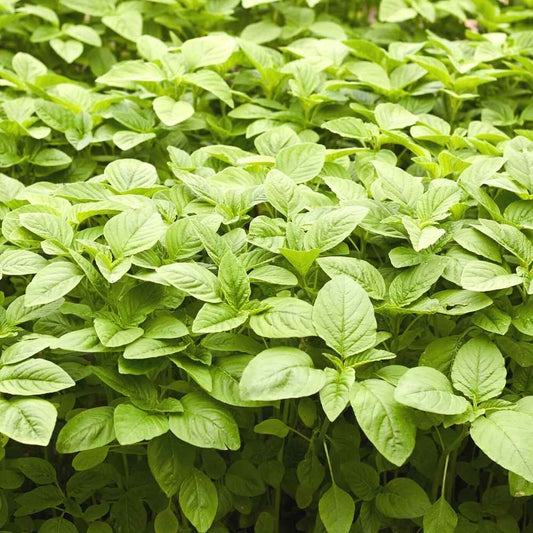 Amaranthus Choulai Green Leaf Microgreens Seeds