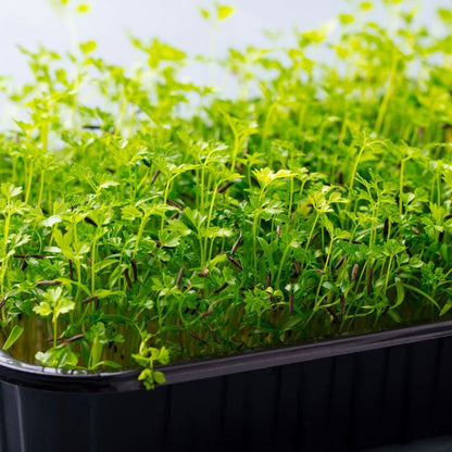 Chervil Green Microgreens Seeds