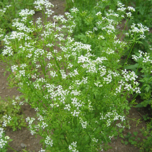 Chervil Imported Herb Seeds