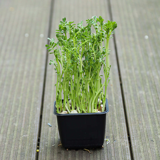 Chic Pea Green Sprouts Microgreens Seeds