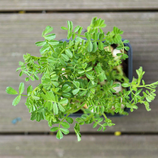 Chic Pea Green Sprouts Microgreens Seeds