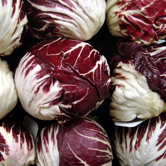 Chicory Rossa di Verona Leaf Microgreens Seeds