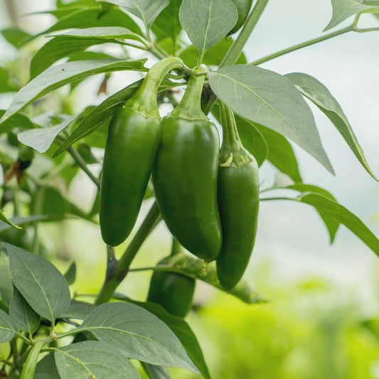 Chilli Sampurna Moti Achari Vegetable Seeds