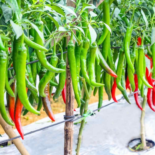Chilli Jwala Pariksha F1 Vegetable Seeds