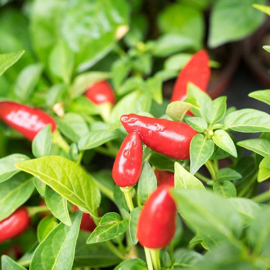 CHILLI PEPPER Pimiento L Vegetable Seeds