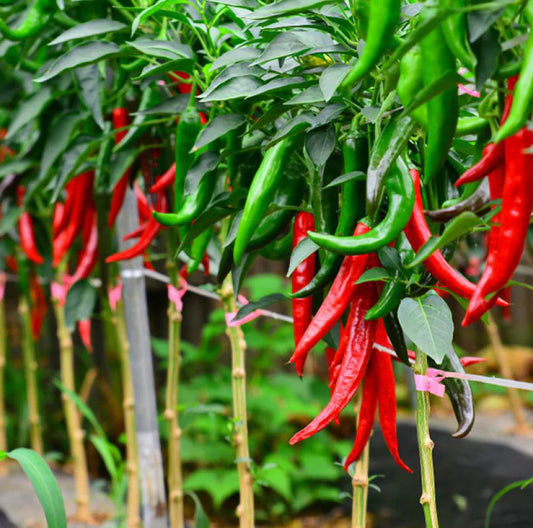 Chilli Pepper Grand Superior 10 Long Vegetable Seeds