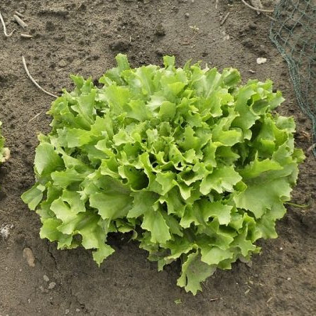 Salad Endive Green Microgreens Seeds