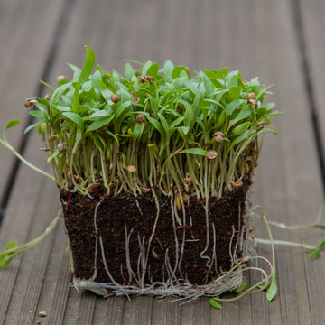 Cilantro Split Herb Seeds