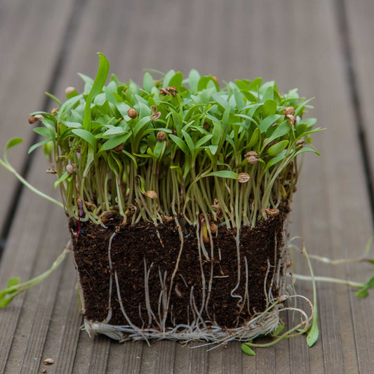 Cilantro Split Herb Seeds