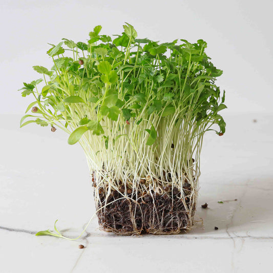 Cilantro Split Seeds – Imported Coriander Microgreens Seeds