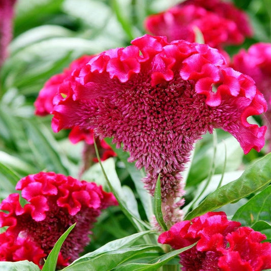 Cockscomb Pink Summer Flower Seeds