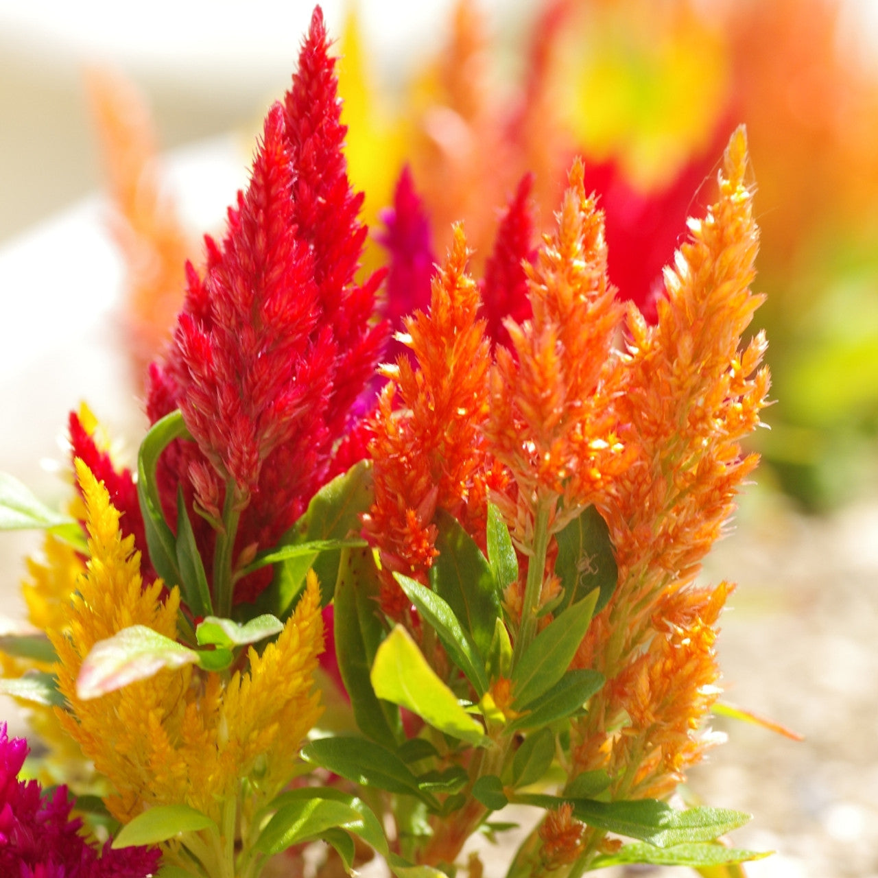 Celosia Mixed Summer Flower Seeds