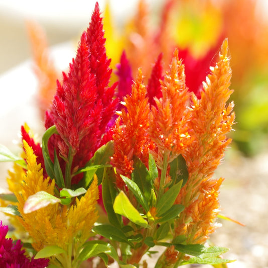 Celosia Mixed Summer Flower Seeds