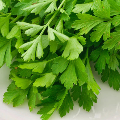 Coriander IMP Vegetable Seeds