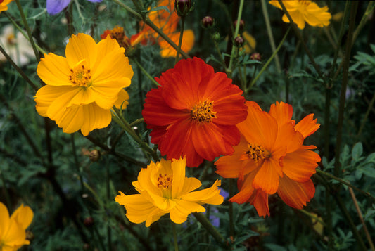Cosmos Yellow Orange Mix Edible Flower Seeds