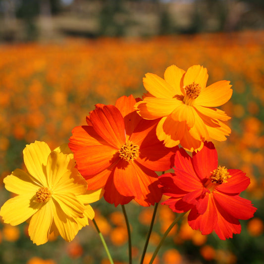 Cosmos Bright Light Orange Seeds