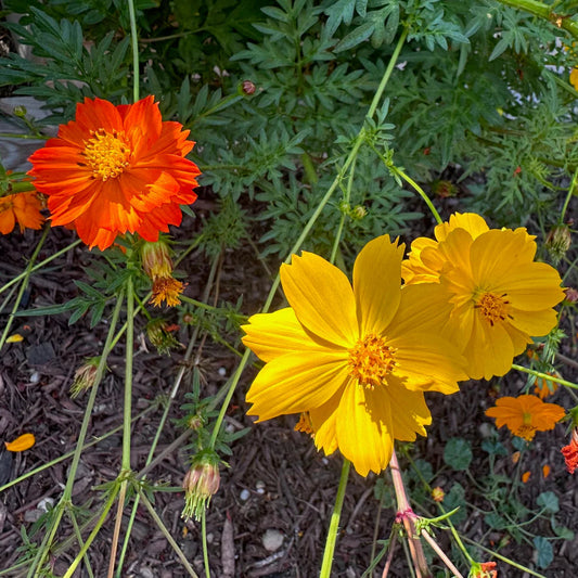 Cosmos Bright Light Mixed Seeds