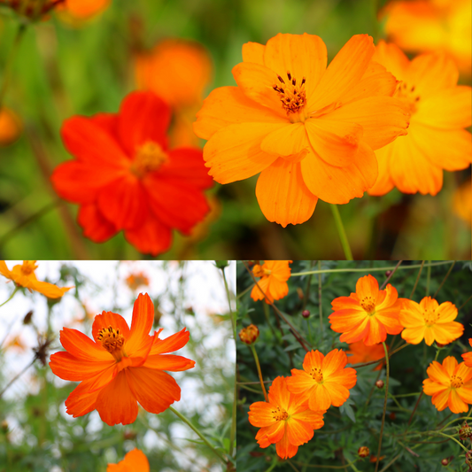 Cosmos Yellow Orange Mix Edible Flower Seeds