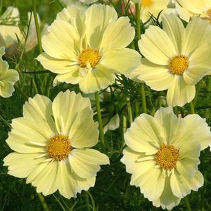 Cosmos Bright Light Yellow Seeds