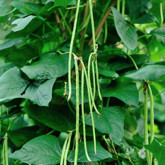 Lobia Cowpea Selection Vegetable Seeds
