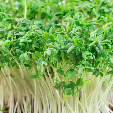 Cress Common Leaf Microgreens Seeds