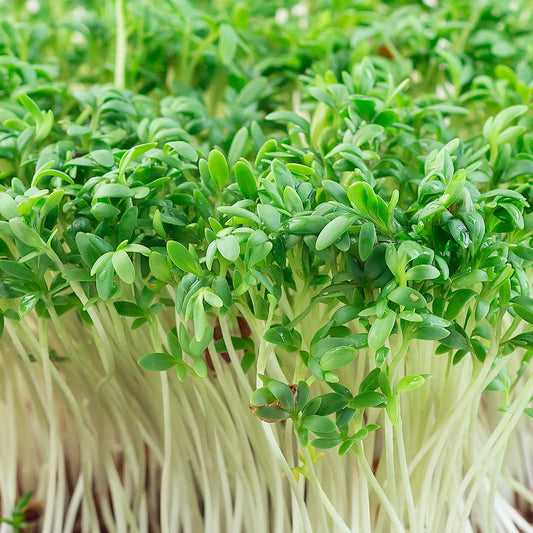 Cress Common Leaf Microgreens Seeds